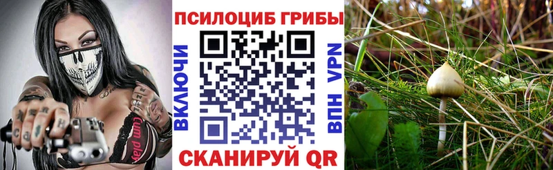 blacksprut ТОР Кимовск Галлюциногенные грибы Magic Shrooms
