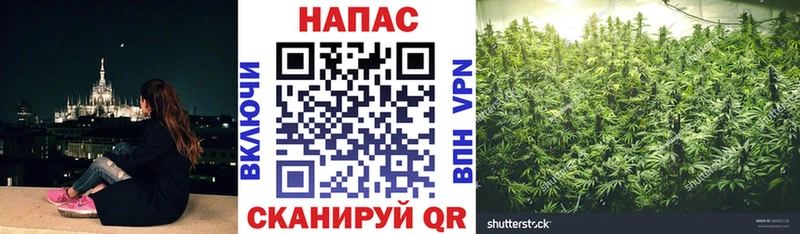 цена Кимовск Канабис семена